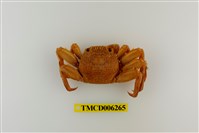 藏品(鱗形斜紋蟹)的圖片